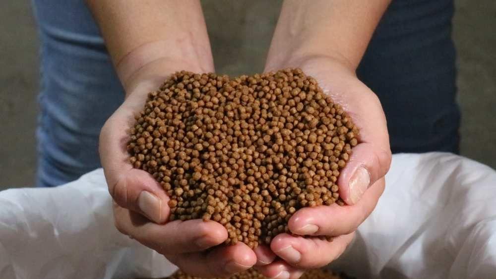 Rekomendasi Pakan Ikan Bandeng Agar Cepat Besar