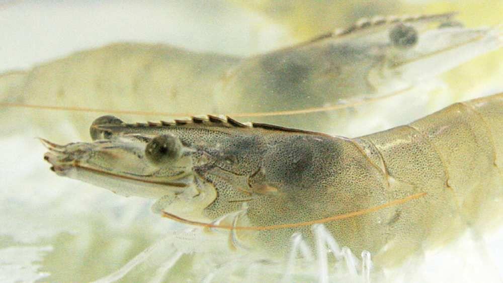 12 Jenis Penyakit Udang Vaname dan Cara Penanganannya