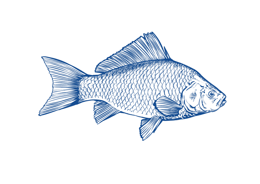 https://api.stpaquaculture.com/uploads/Common_Carp_d71b588a15.png