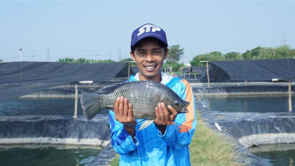 Benefits of Probiotics for Tilapia