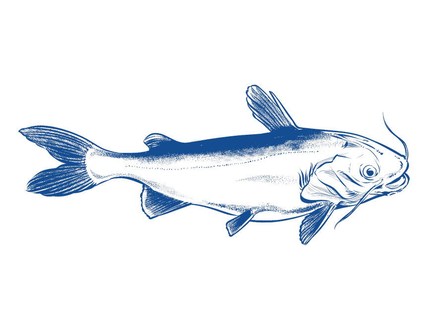 https://api.stpaquaculture.com/uploads/Pangasius_Catfish_135d446763.png