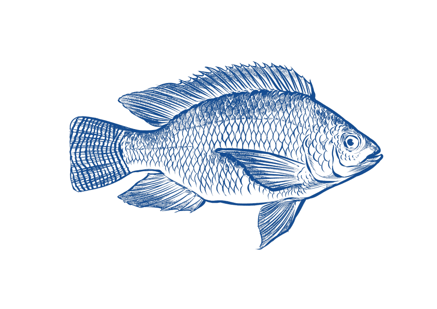 https://api.stpaquaculture.com/uploads/Tilapia_7a540f9cd6.png