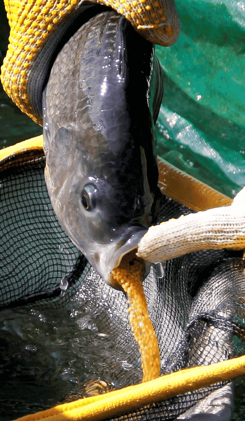 SHRIMP & FISH FARM